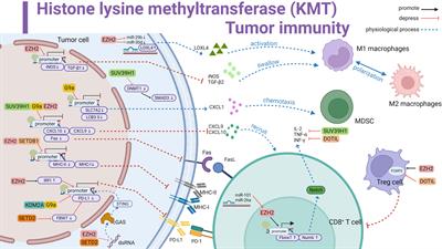 The role of histone methylase and demethylase in antitumor immunity: A new direction for immunotherapy